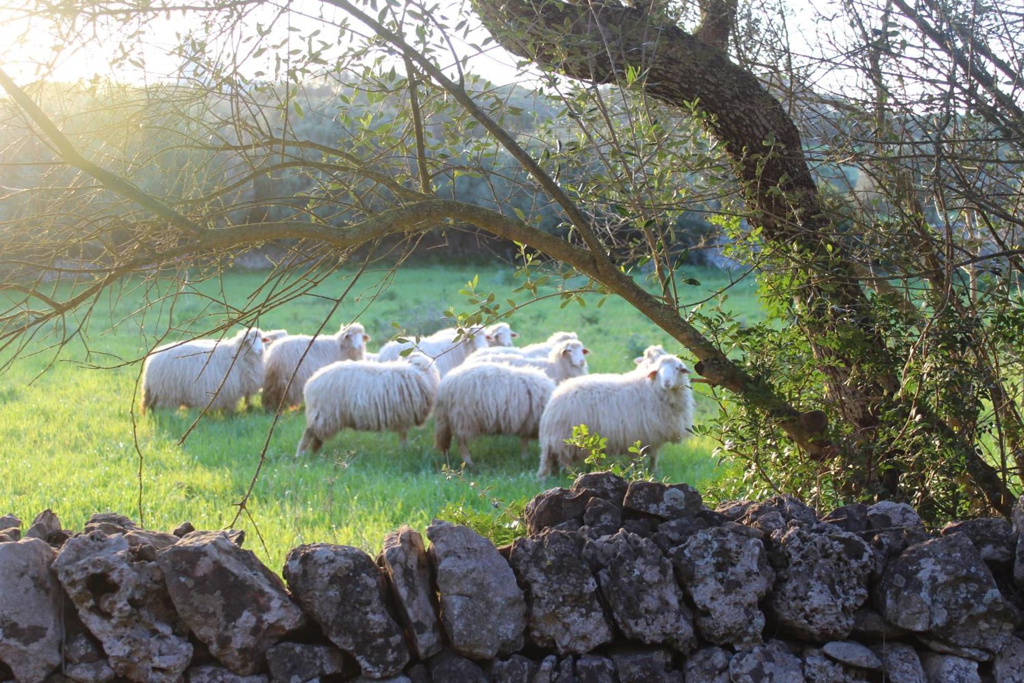 אלאיור Agroturismo Santa Mariana מראה חיצוני תמונה