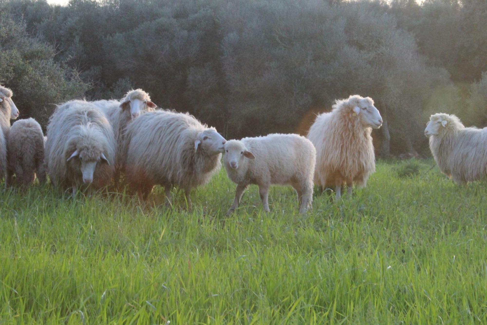 אלאיור Agroturismo Santa Mariana מראה חיצוני תמונה