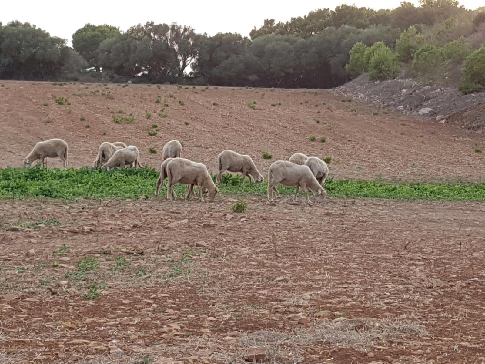 אלאיור Agroturismo Santa Mariana מראה חיצוני תמונה
