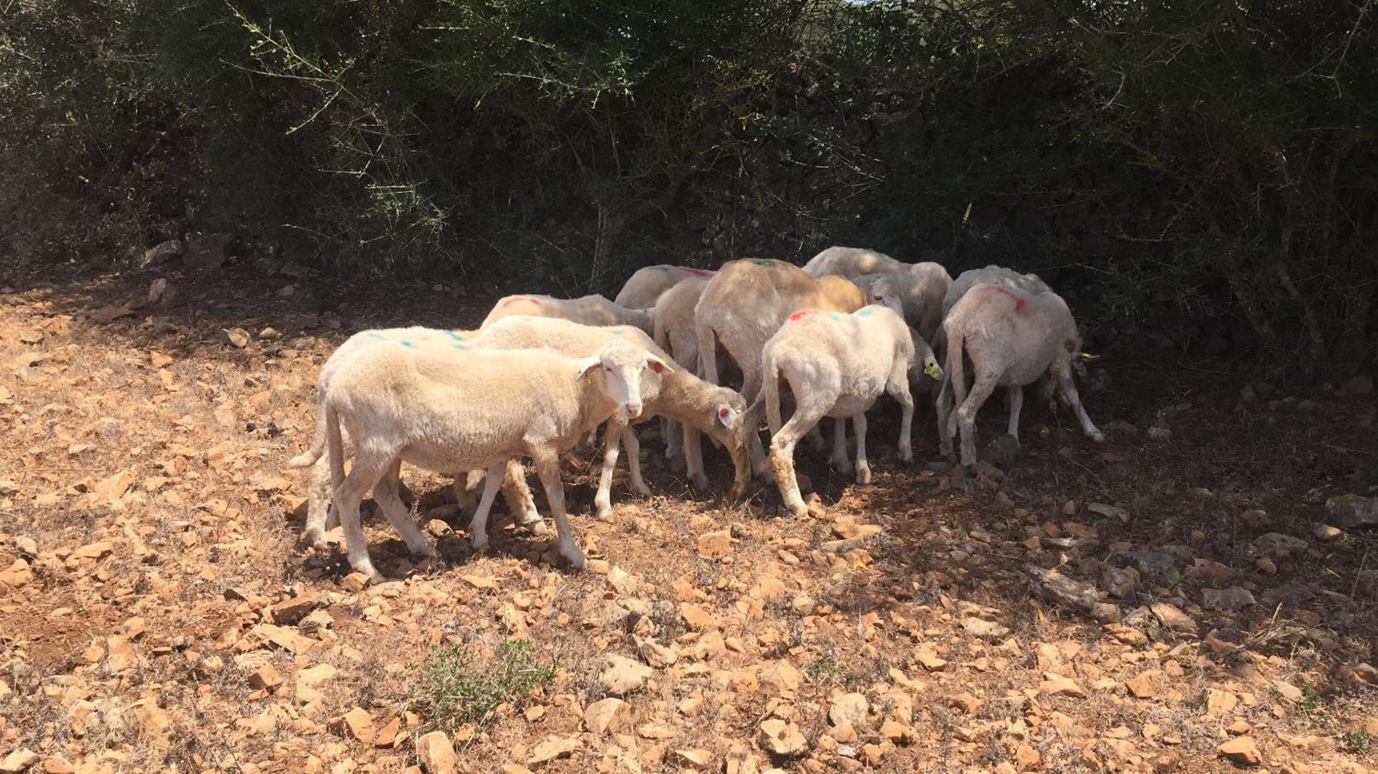 אלאיור Agroturismo Santa Mariana מראה חיצוני תמונה